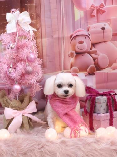 20241210サクラちゃん